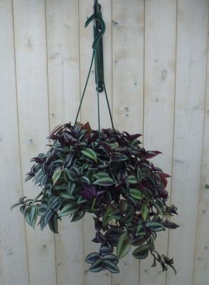 Hangplant Tradescantia donker rood - Warentuin natuurlijk