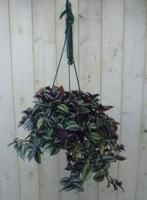 Hangplant Tradescantia donker rood - Warentuin natuurlijk