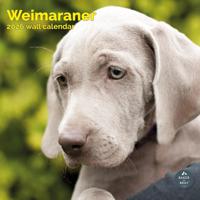 Weimaraner Kalender 2026