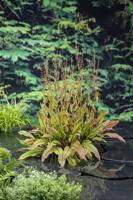 Bonte waterzuring / Rumex sauvignea