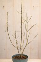 Duindoorn mannelijk Hippophae rhamnoides Pollmix 90 cm Warentuin Natuurlijk - Warentuin natuurlijk