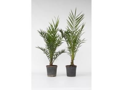 Set van 2 Phoenix 80-90 cm