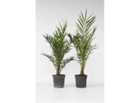 Set van 2 Phoenix 80-90 cm