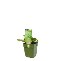 Melisse kruid Melissa officinalis Griffioen - Griffioen