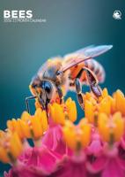 Bijen A3 Kalender 2026