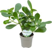 Clusia Rosea Green Potmaat 12 H35-40 kamerplant Beautanic Lifestyle - Beautanic lifestyle