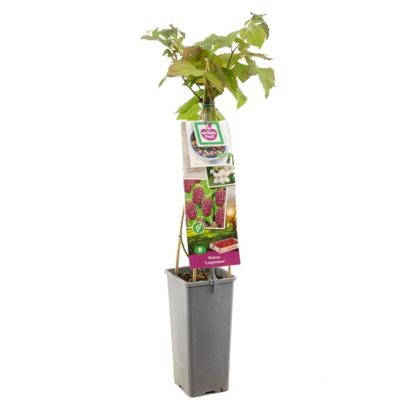 Rubus 'Loganberry' kruising tussen braam, framboos