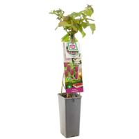 Rubus 'Loganberry' kruising tussen braam, framboos