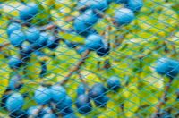 Tuinnet nano blauw maaswijdte 8x8mm 22 g/m2 5x2m - Nature - thumbnail
