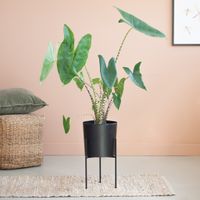 Alocasia Zebrina - Olifantsoor - inclusief Zwarte Pot - P19