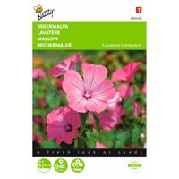 2 stuks Lavatera trimestris Rose Rood - thumbnail