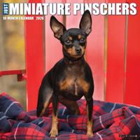 Miniatuur Pinscher Kalender 2026