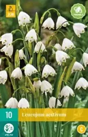 Bloembollen Leucojum aestivum 10st