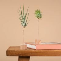 Luchtplantjes - airplant Duo Luchtplantjes - airplant Duo
