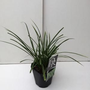 Zegge (Carex morrowii &quot;Variegata&quot;) siergras