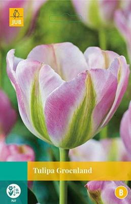 Tulipa Groenland 5 bollen - Jub