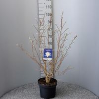 Magnolia Stellata Royal Star - 80 - 100 cm - 5 stuks
