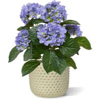 Hortensia kunstplant 40cm - blauw