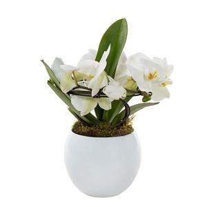 Phalaenopsis Angel in pot (Orchidee) - P 12 cm