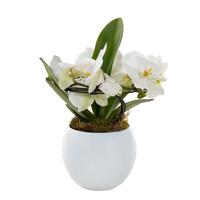 Phalaenopsis Angel in pot (Orchidee) - P 12 cm