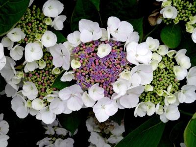 Fluweelhortensia