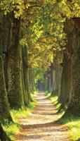 Bospad 70x130cm Tuinschilderij - Customize it