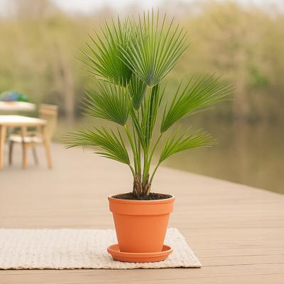 Washingtonia Robusta - Mexicaanse Waaierpalm - P21