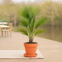 Washingtonia Robusta - Mexicaanse Waaierpalm - P21