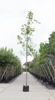 Noorse esdoorn Acer pl. Emmerald Queen h 250 cm st. omtrek 8 cm - Warentuin Natuurlijk
