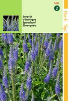 Zaden Veronica Ereprijs blauw Hortitops - Hortitops