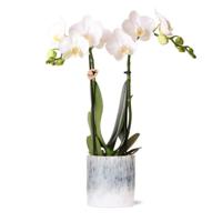 Kolibri Orchids | witte Phalaenopsis orchidee - Amabilis + Sky pot - potmaat Ø9cm - 40cm hoog | bloeiende kamerplant in bloempot - vers van de kweker