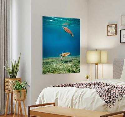 Schildpadden op avontuur poster