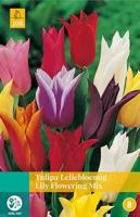 Tulipa Leliebloemig mix 5 bollen - Jub