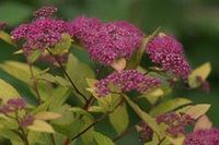 Spierstruik spirea