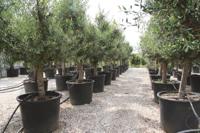Olea stamhoogte 50 cm en boomhoogte 100 cm - Warentuin natuurlijk Olea stamhoogte 50 cm en boomhoogte 100 cm - Warentuin natuurlijk