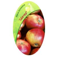 Malus Domestica Idared - Oosterik home