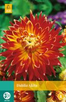 Dahlia Akita Bloembol JUB 1 bol - Jub