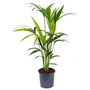 Kentia Palm howea forsteriana 4pp kamerplant