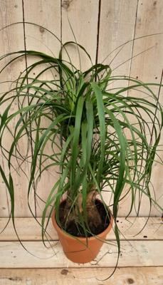 Kamerplant Beaucarnea recuvata gedeelde stam 50 cm - Warentuin natuurlijk