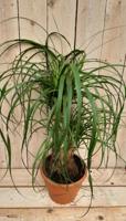Kamerplant Beaucarnea recuvata gedeelde stam 50 cm - Warentuin natuurlijk