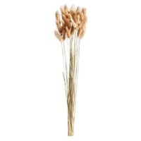 Droogbloemen Lagurus - bruin - 45-50 cm - Leen Bakker - thumbnail