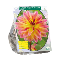 Dahlia Pacific Ocean 1 stuks bloembollen Baltus - Baltus