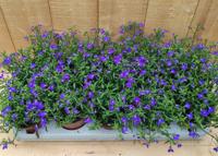 Lobelia 10 potjes per tray blauw Warentuin Natuurlijk - Warentuin natuurlijk