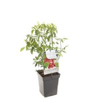 Vaccinium corymbosum Pink Lemonade Roze bosbes fruitplant Fruithof - Fruithof