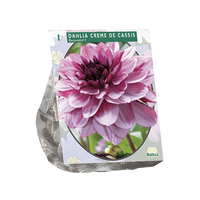 Zomer Bloembollen Dahlia Decoratief Creme de Cassis per 1 Baltus - Baltus