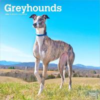 Greyhound Kalender 2026