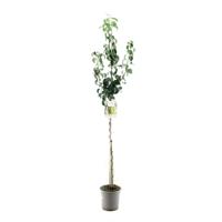 Pyrus communis conference halfstam handpeer fruitboom Fruithof - Fruithof