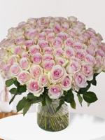 100 zachtroze rozen - Sweet Revival