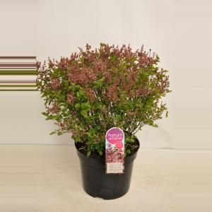 Dwergsering (syringa Bloomerang®"Pink Perfume") - 40-60 cm 3-jarig - 1 stuks