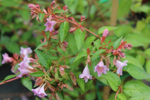 Abelia